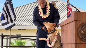 Svenska Labradoren Trina hittade försvunnen man på Hawaii