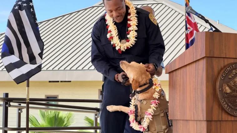 Svenska Labradoren Trina hittade försvunnen man på Hawaii