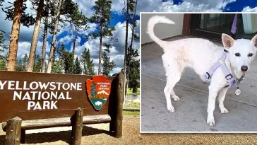Luna återförenad med familjen efter 34 dygn i Yellowstone