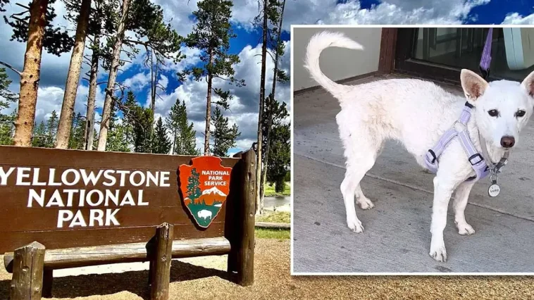 Luna återförenad med familjen efter 34 dygn i Yellowstone
