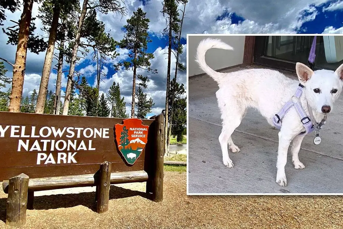 Luna återförenad med familjen efter 34 dygn i Yellowstone