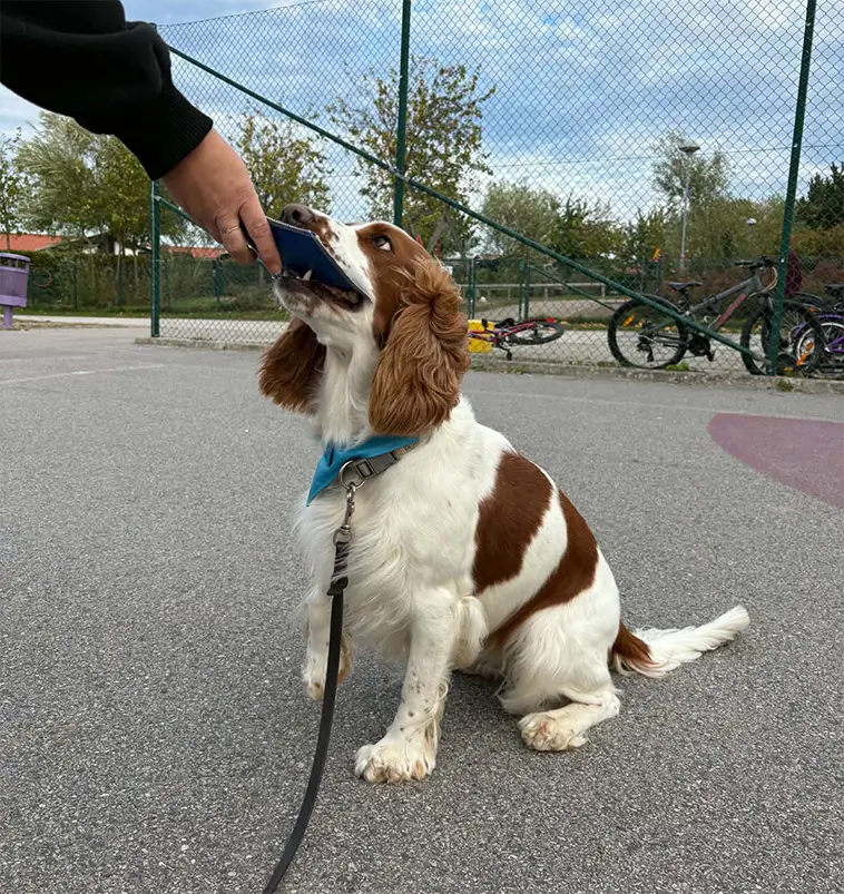 När skolan känns svår finns hundarna Luna och Asta där