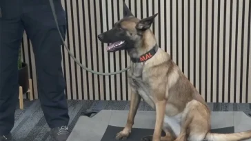 Mal hittades fastbunden – nu ska hon söka efter bomber