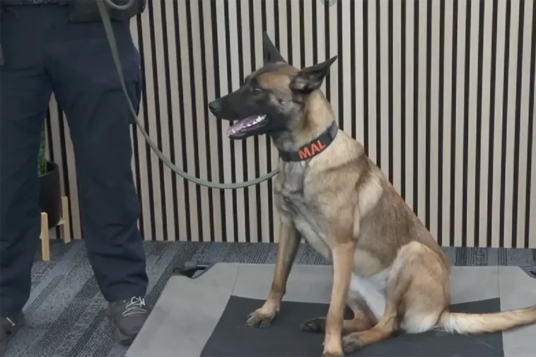 Mal hittades fastbunden – nu ska hon söka efter bomber