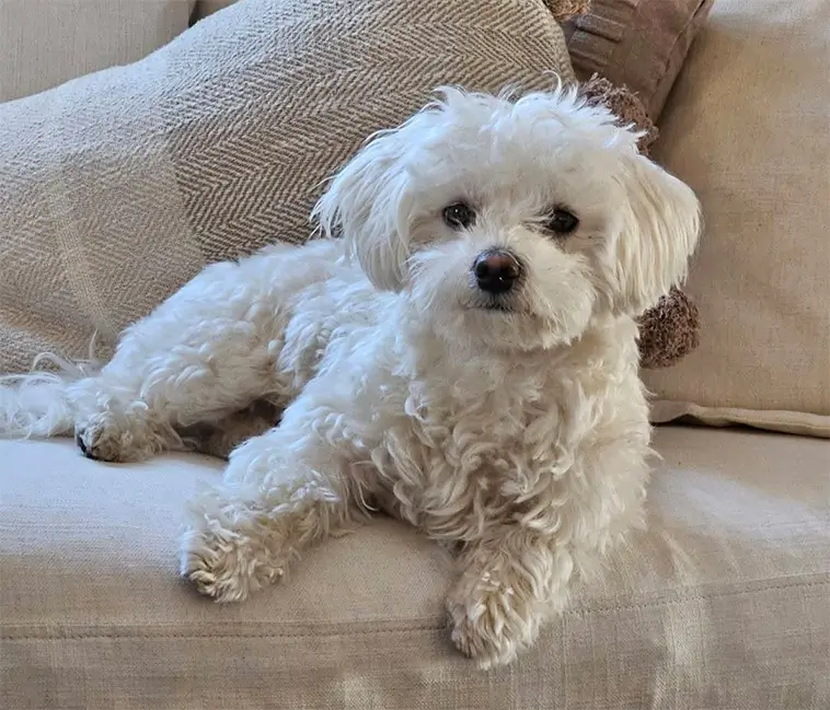 Maltesern och konsten att bli hemmets huvudperson