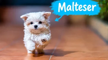 Maltesern och konsten att bli hemmets huvudperson