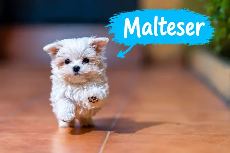 Maltesern och konsten att bli hemmets huvudperson