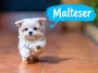 Maltesern och konsten att bli hemmets huvudperson