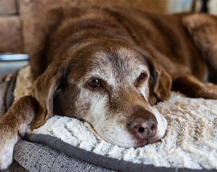 När hunden blir stel – tecknen du inte bör ignorera