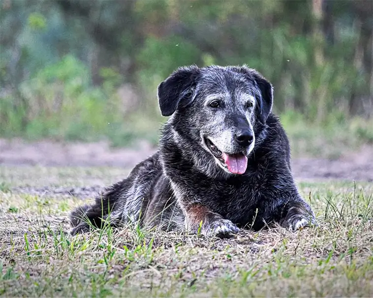 När hunden blir stel – tecknen du inte bör ignorera