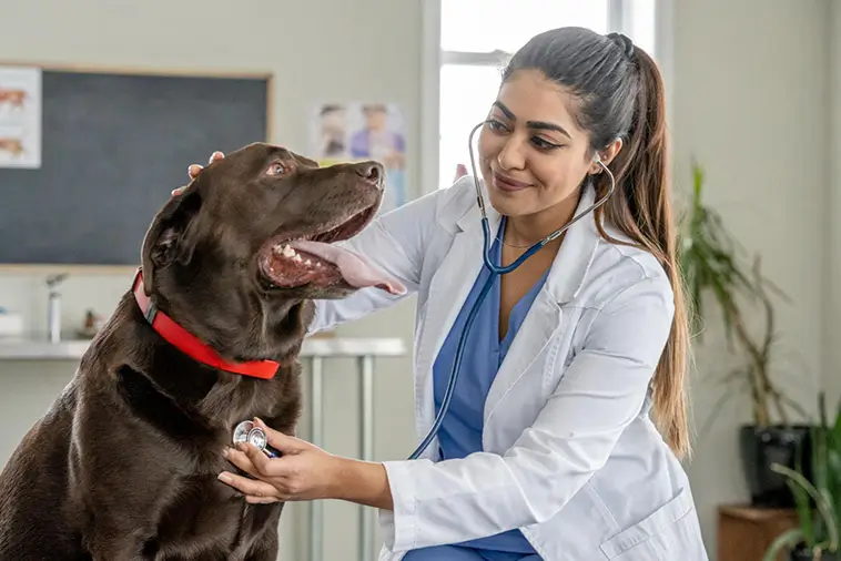 När hunden blir stel – tecknen du inte bör ignorera