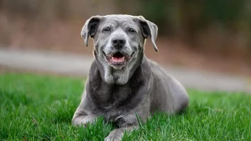När hunden blir stel – tecknen du inte bör ignorera