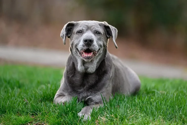 När hunden blir stel – tecknen du inte bör ignorera