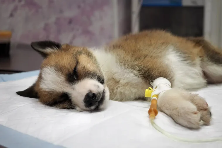 Parvovarning i Finland – det här bör hundägare veta