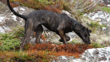 Hittade hunden skadad – såg en björn lämna platsen