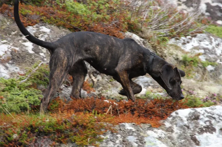Hittade hunden skadad – såg en björn lämna platsen
