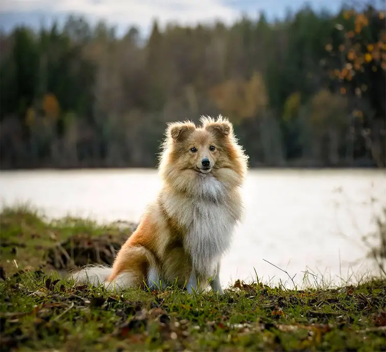 Shetland Sheepdog – liten hund med mycket att säga