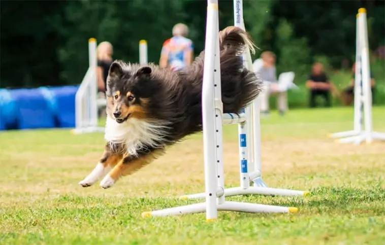 Shetland Sheepdog – liten hund med mycket att säga