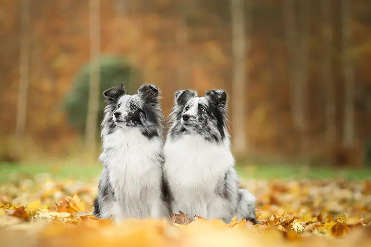 Shetland Sheepdog – liten hund med mycket att säga