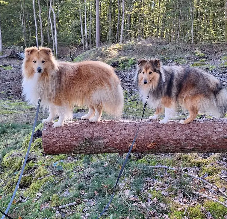 Shetland Sheepdog – liten hund med mycket att säga
