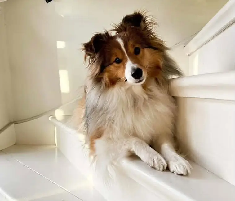 Shetland Sheepdog – liten hund med mycket att säga