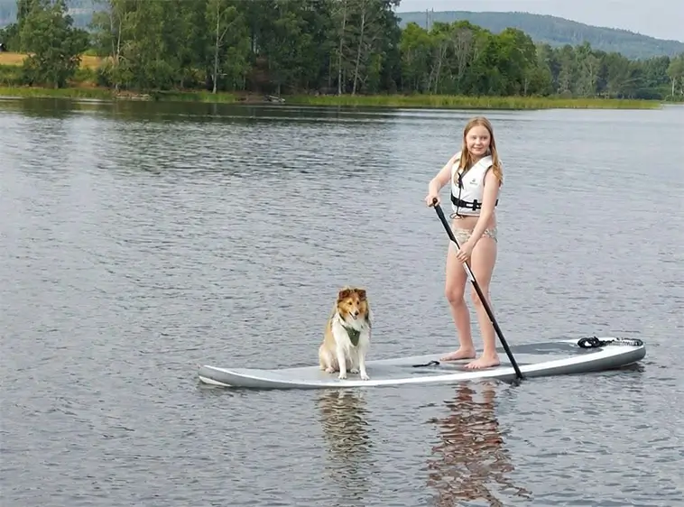 Shetland Sheepdog – liten hund med mycket att säga