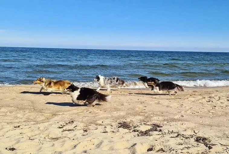 Shetland Sheepdog – liten hund med mycket att säga