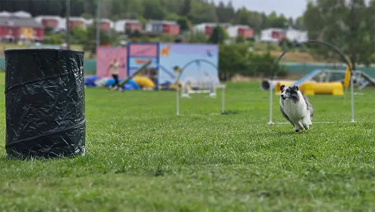 Shetland Sheepdog – liten hund med mycket att säga