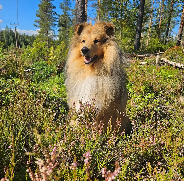 Shetland Sheepdog – liten hund med mycket att säga