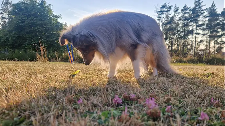 Shetland Sheepdog – liten hund med mycket att säga