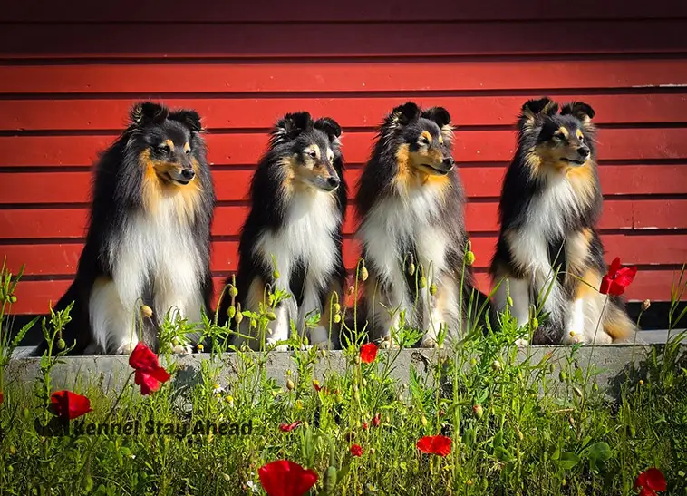 Shetland Sheepdog – liten hund med mycket att säga