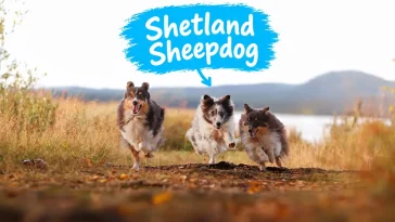 Shetland Sheepdog – liten hund med mycket att säga
