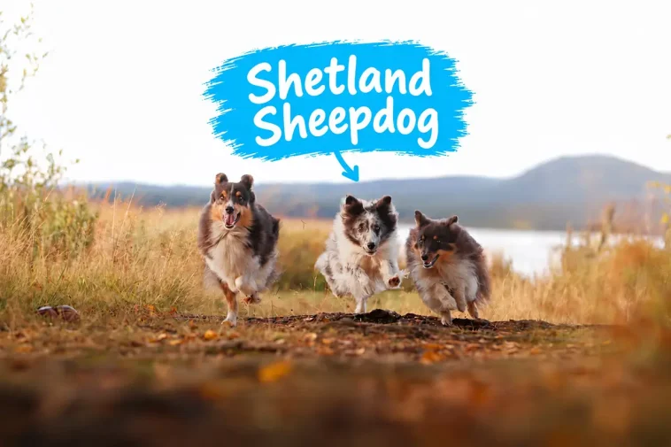 Shetland Sheepdog – liten hund med mycket att säga