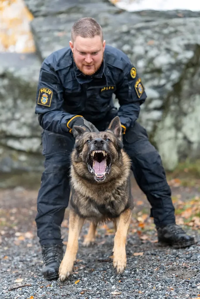 Sid räddade sin förare – blir Årets polishund 2026
