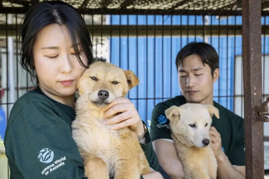 Sydkorea inför djurförbud för dömda djurplågare