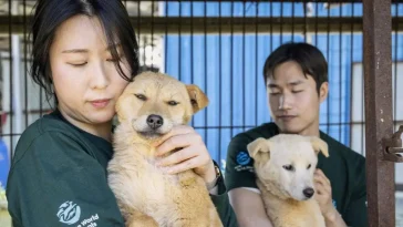 Sydkorea inför djurförbud för dömda djurplågare