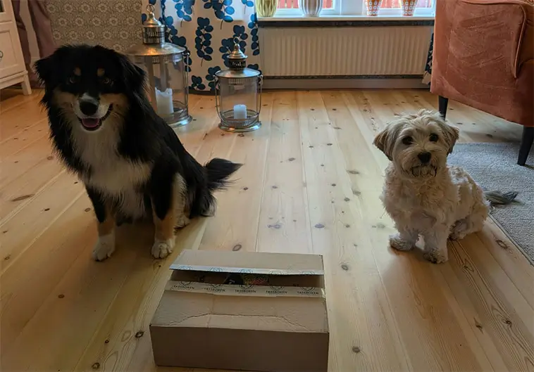 Greta och Zelda testar nytt paket från Tassboxen – rättvisan får vänta