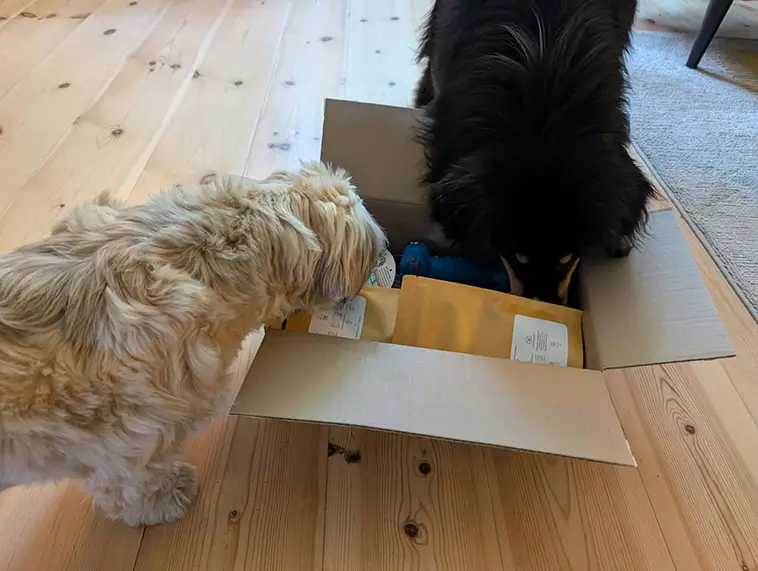 Greta och Zelda testar nytt paket från Tassboxen – rättvisan får vänta