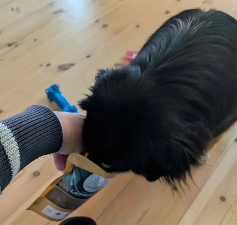 Greta och Zelda testar nytt paket från Tassboxen – rättvisan får vänta