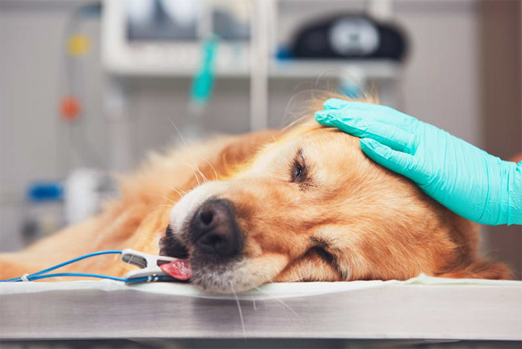 Äldre hund avlivades – nu polisanmäls två personer