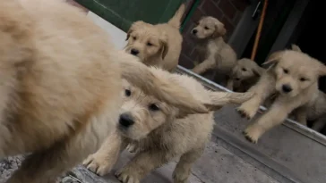 Här är Australiens populäraste hundnamn för 2026 – hitta din favorit