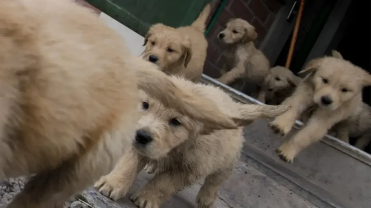 Här är Australiens populäraste hundnamn för 2026 – hitta din favorit