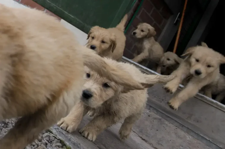 Här är Australiens populäraste hundnamn för 2026 – hitta din favorit