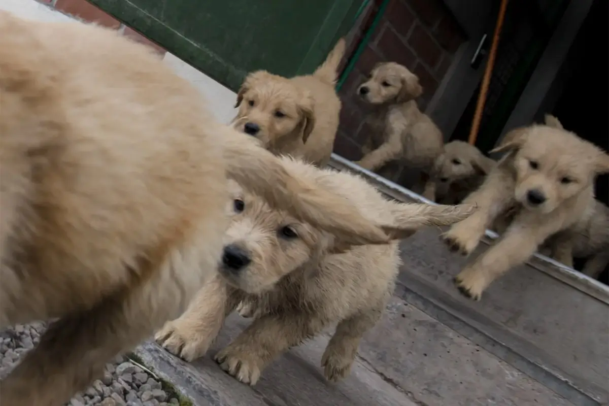 Här är Australiens populäraste hundnamn för 2026 – hitta din favorit