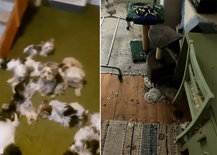 Fick djurförbud efter 15 års larm – har hundar kvar ändå