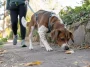 Hund dog efter promenad i Västervik – misstänkt brott polisanmält