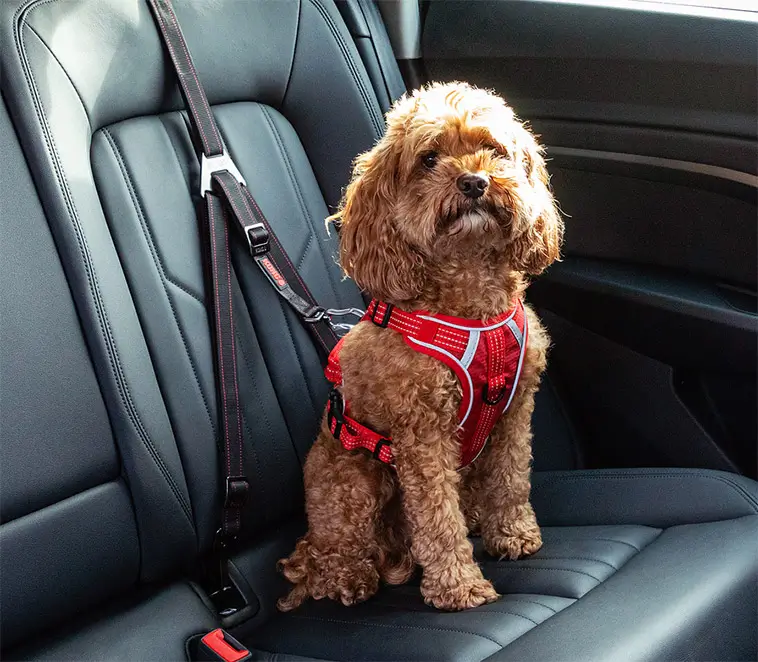 Hund i bilen? Det här misstaget kan kosta dig 3 000 kronor