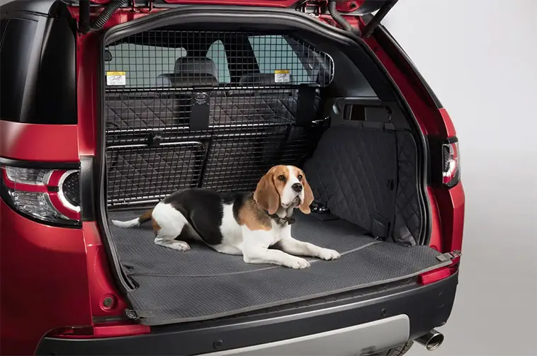 Hund i bilen? Det här misstaget kan kosta dig 3 000 kronor