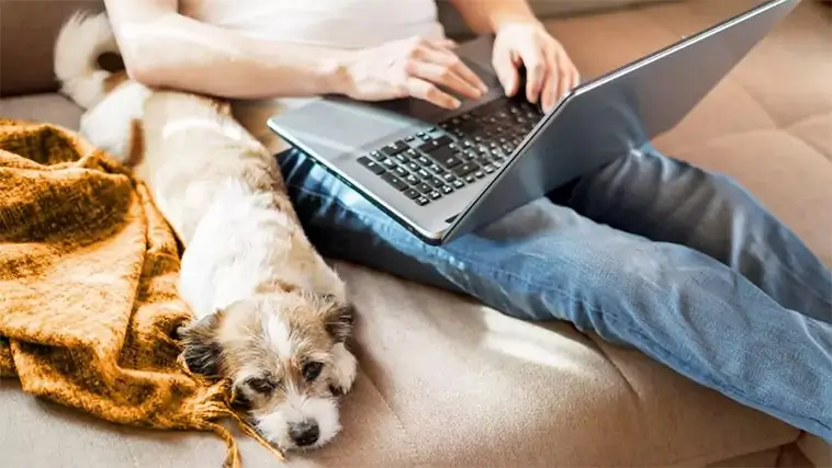 Så lär du din hund att varva ner på riktigt