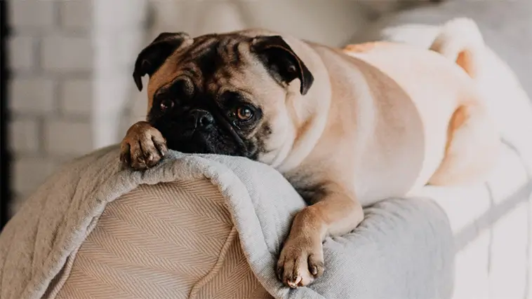 Så lär du din hund att varva ner på riktigt